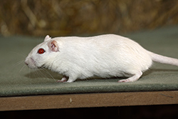 Mongoolse gerbil, Abrikoos creme